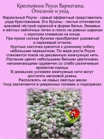 Крестовник Роули Вариегата