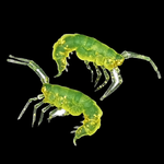 Рыболовные, силиконовые приманки. Рачки мормыш RuBaits Shrimp креветка. Набор для рыбалки на щуку, судака, окуня, форель. Зимняя рыбалка, микроджиг.