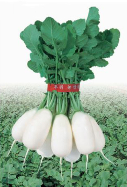 Дайкон Эйс Спринг 1г ВитаГрин ЭКСТРА