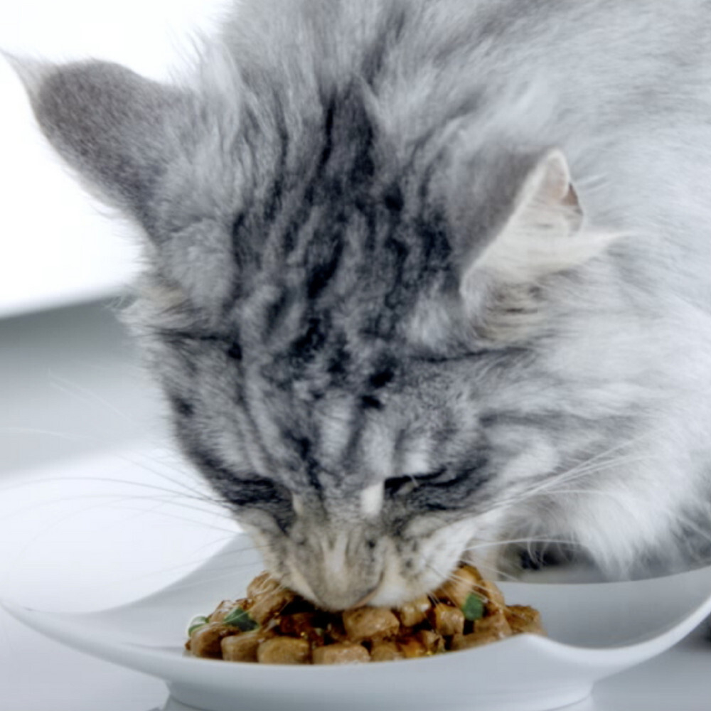 Говядина с морковью, 75г влажный корм для взрослых кошек Purina ONE