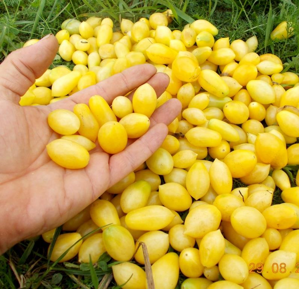 Помидоры Черри Сумасшедшие Ягоды - Bаrry’s Crazy Cherry Tomato