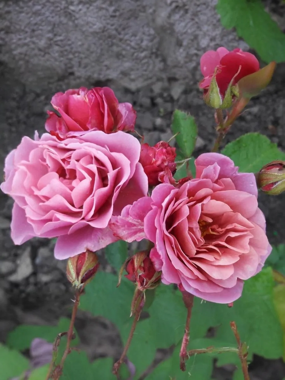 Роза флорибунда Аой