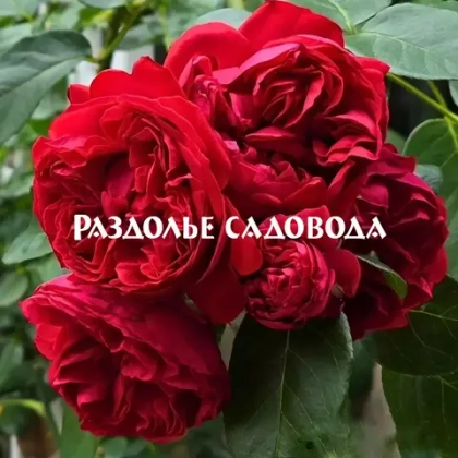 Роза плетистая Ред Эден Роуз