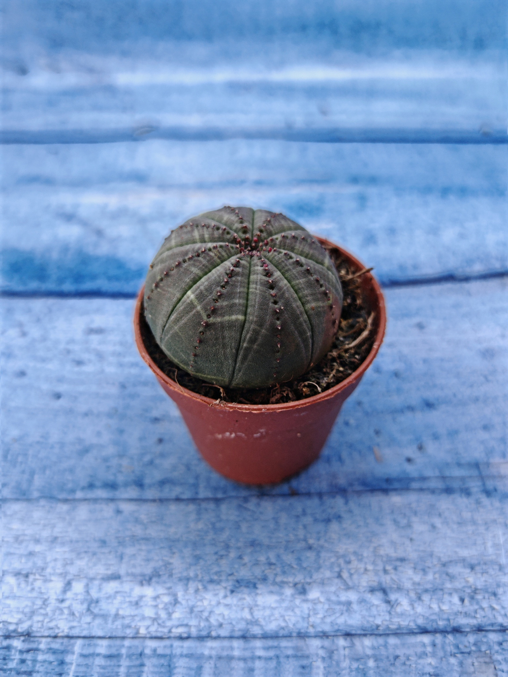 Euphorbia Obesa (Эуфорбия)
