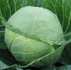 Кубок F1 семена капусты белокочанной (Clause / Клос)