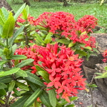 Иксора – Ixora