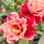 Адениум ORANGE SWEET