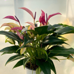 Антуриум Андрэ ZIZOU