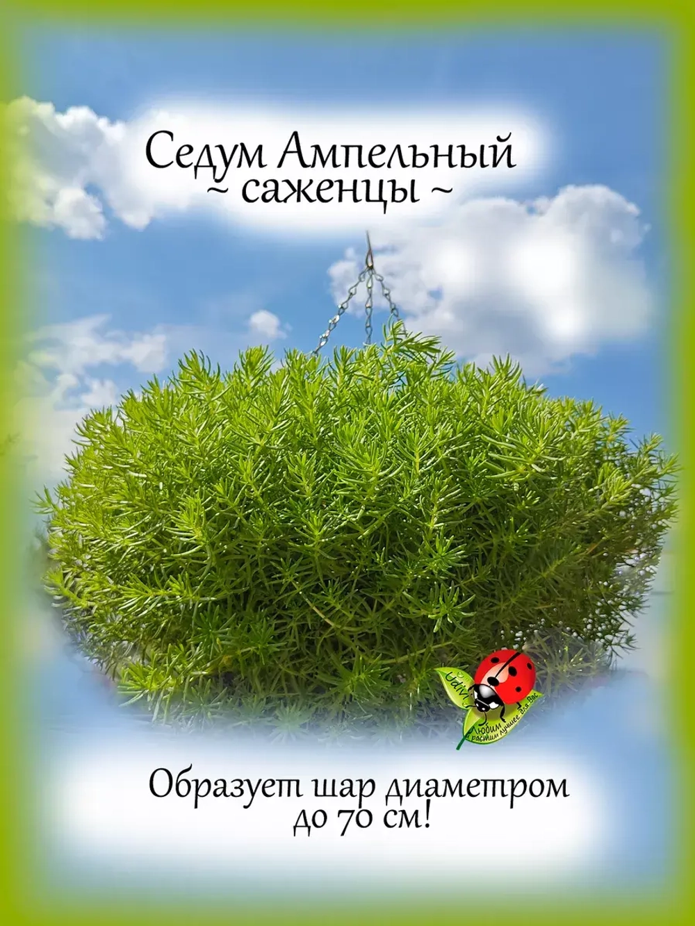 Седум Ампельный многолетний очиток