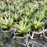 Сансевиерия NAKORN LUANG