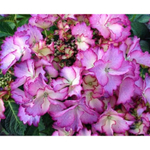 French Cancan/ Фрэнч Кан-Кан (Стандарт поставки Р7)2026г