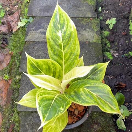 Аглаонема SIAM GOLD