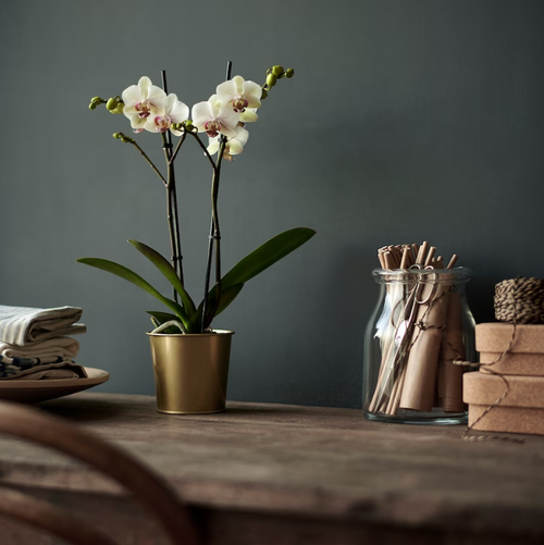 ДАЙДАЙ DAIDAI Кашпо для цветочного горшка 9 см, латунь