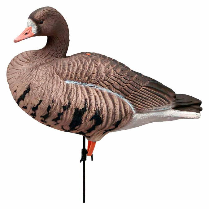 Как ухаживать за чучелами, чтобы они служили долго