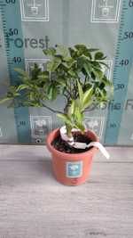 C. deliciosa × C. sinensis “Cadenera”