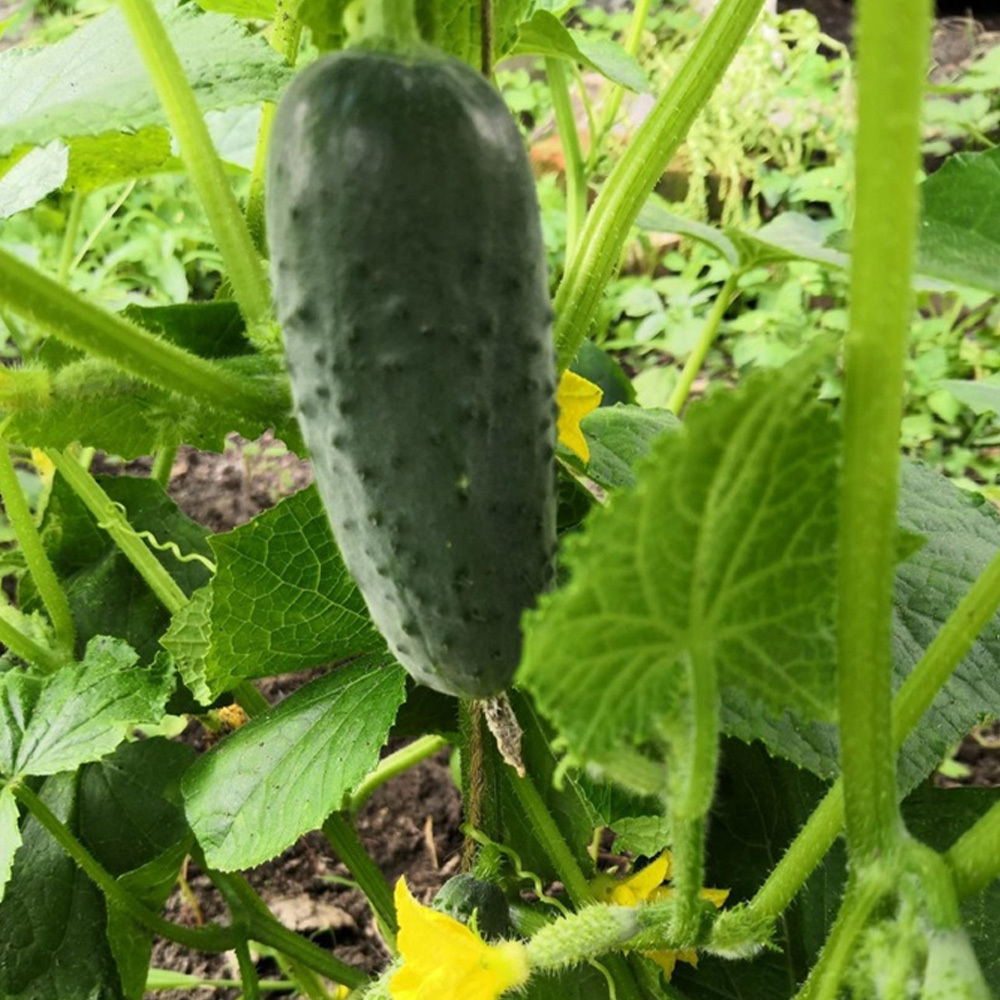 4097 F1 семена огурца партенокарпического (Seminis / Семинис)