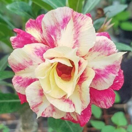 Адениум обесум 228 Kindly