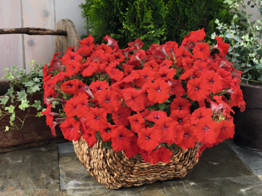 Петуния ампельная Саксесс Ред F1 (50др) Витагрин Профи