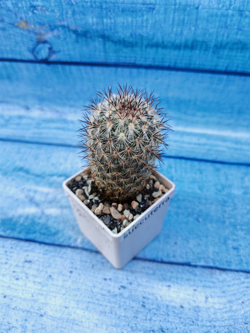 Mammillaria Microhelia (Маммилярия)