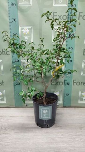 Eugenia Uniflora