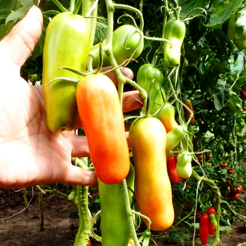 Помидоры - Аурия (Мужские)