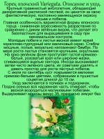 Горец японский Вариегата многолетний