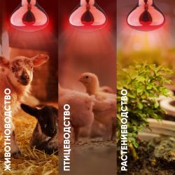 Инфракрасная лампа ЭРА ИКЗК 230-150 R127 для обогрева животных и освещения 150 Вт Е27