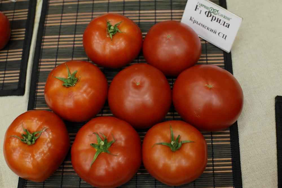 Фрида F1 семена томата индетерминантного (Гавриш) – фото 2