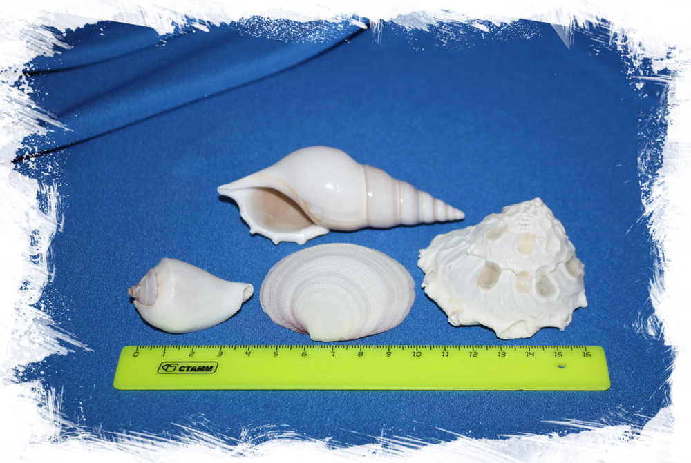 Ассорти из белых морских ракушек