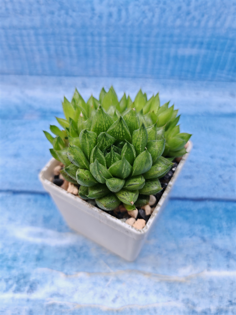 Haworthia Cooperi (Хавортия)