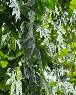 Фатсия куст 45 СМ