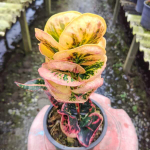 Кротон PINK LADY