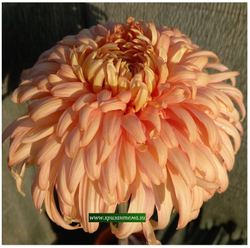 Хризантема крупноцветковая Patricia Millar Salmon /ан 36 /поставка май 2026г/