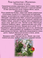 Роза Жасмина плетистая