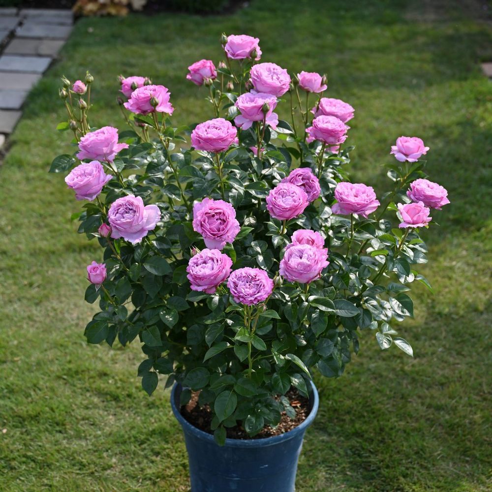 Александра Давид Нэль (Alexandra David Neel)