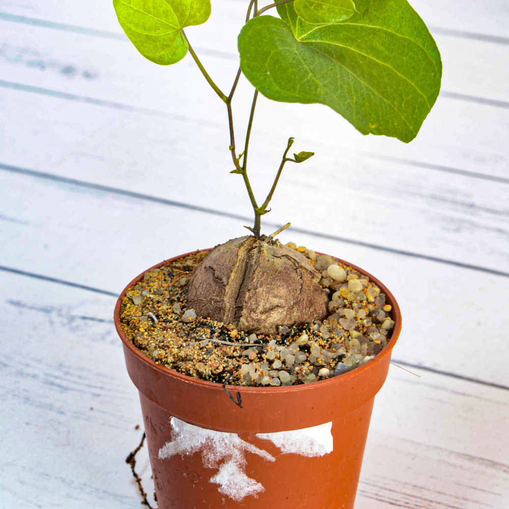 Dioscorea Elephantipes (Диоскорея)