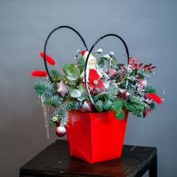 Нобилис в красной сумке с эвкалиптом