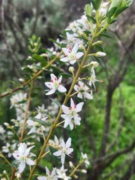 BUCCHU EO 50% in alc / БУЧУ ЭМ 50% CAS 68650-46-4 ; 84649-93-4