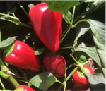 Перец Кантатта F1 1000 - Canttatta F семян