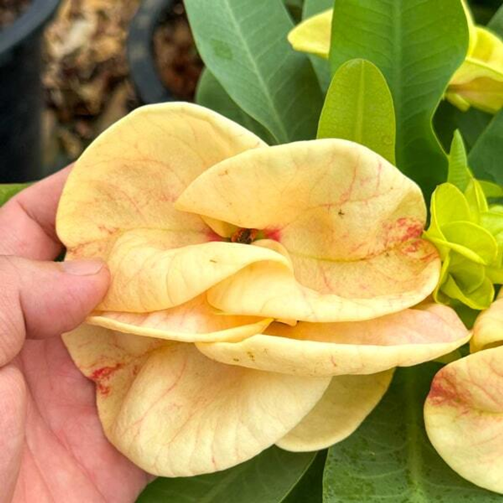 Эуфорбия Миля TIGER