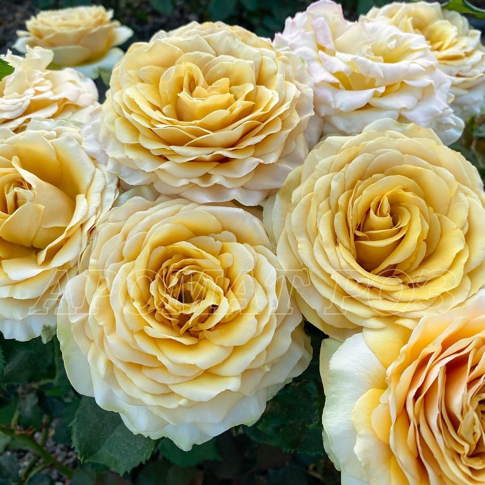 Голден Мустард (Golden Mustard)