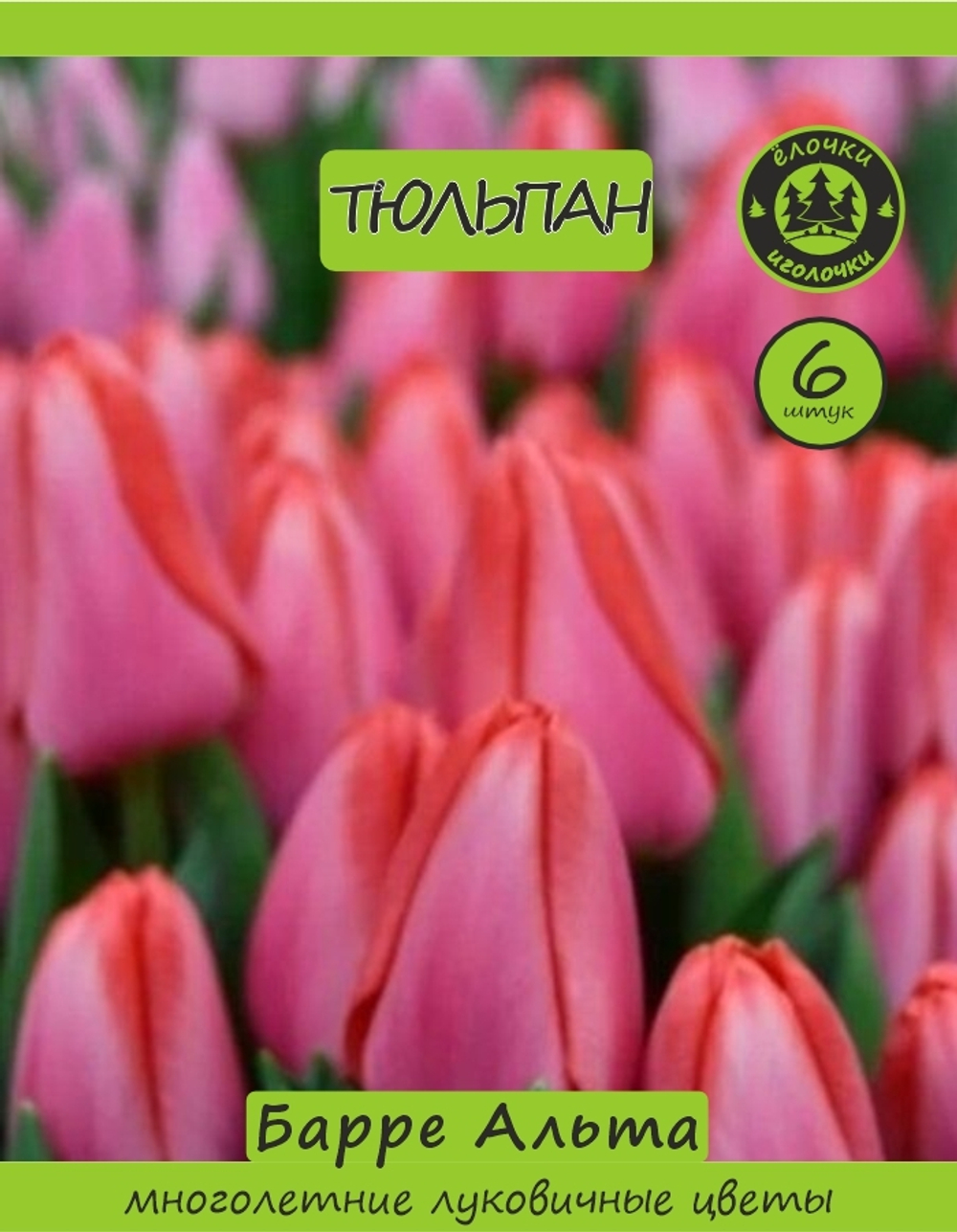 Тюльпан Луковица, Барре альта 6+ шт