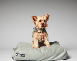 Лежанка для собак Lounge Moss COBBER
