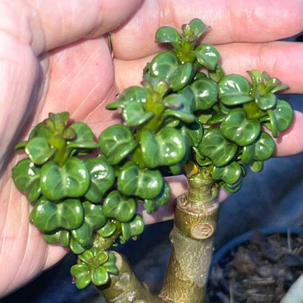 Адениум DHA ROSE LEAF привитый