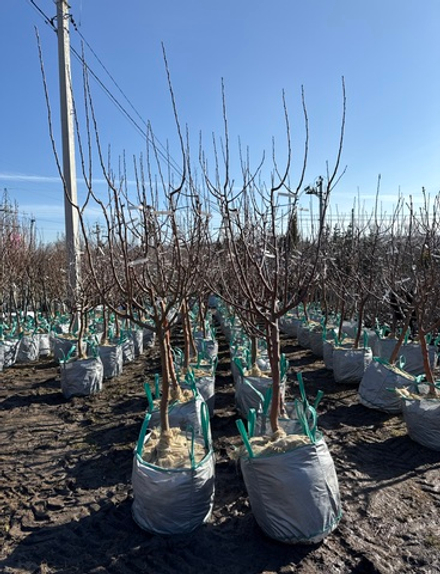 Яблоня дерево-сад (Гибрид нескольких сортов Яблони) 3-4 сорта на дереве