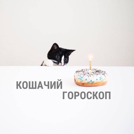 Кошачий гороскоп