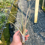 Тилландсия Mali Dofitas (caput-medusae x bulbosa)