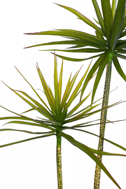 Драцена Маргината в кашпо 180см (3 ответвления)