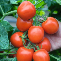 Ричи F1 семена томата детерминантного (Bejo / Бейо)