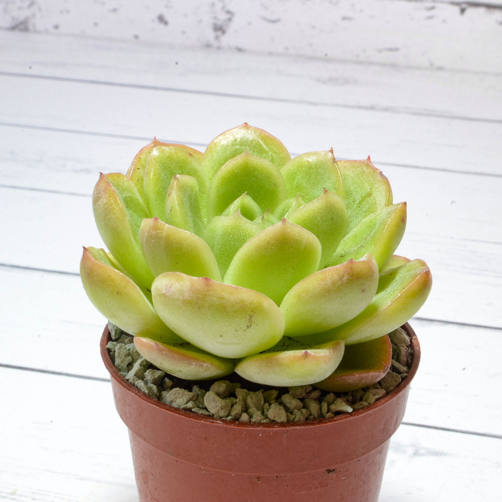 Echeveria Gilva Red (Эхеверия)